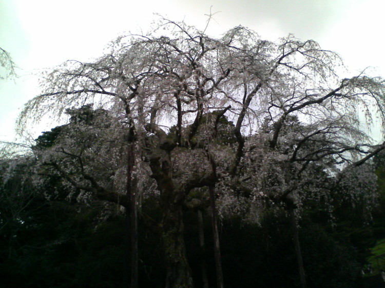 2007/3/31【神奈川県小田原花見】幽邃の長興山しだれ桜と玉宝寺五百羅漢【春日局の小田原墓】_b0116271_22071539.jpg