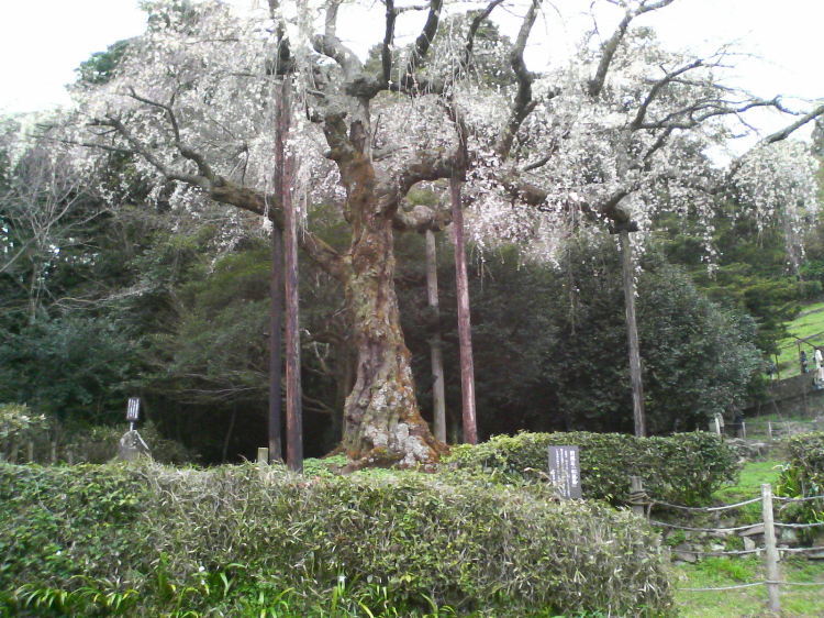 2007/3/31【神奈川県小田原花見】幽邃の長興山しだれ桜と玉宝寺五百羅漢【春日局の小田原墓】_b0116271_22071567.jpg