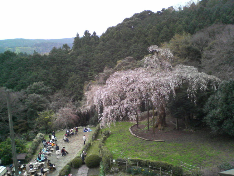 2007/3/31【神奈川県小田原花見】幽邃の長興山しだれ桜と玉宝寺五百羅漢【春日局の小田原墓】_b0116271_22071602.jpg