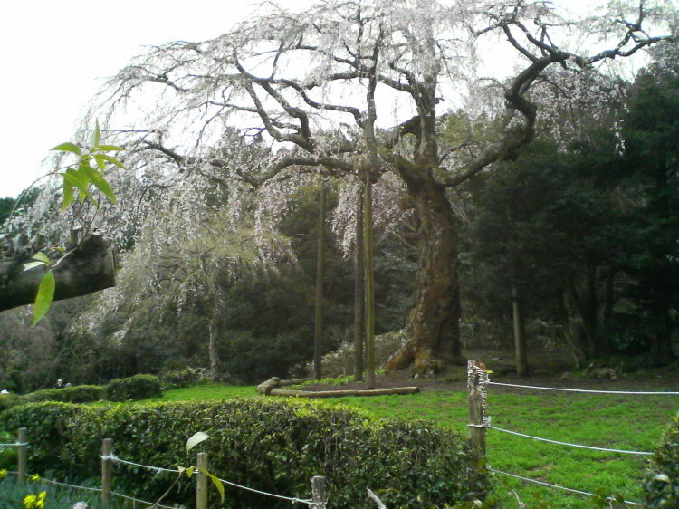 2007/3/31【神奈川県小田原花見】幽邃の長興山しだれ桜と玉宝寺五百羅漢【春日局の小田原墓】_b0116271_22071620.jpg