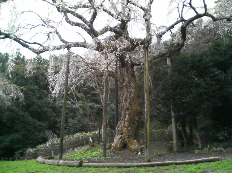 2007/3/31【神奈川県小田原花見】幽邃の長興山しだれ桜と玉宝寺五百羅漢【春日局の小田原墓】_b0116271_22071633.jpg