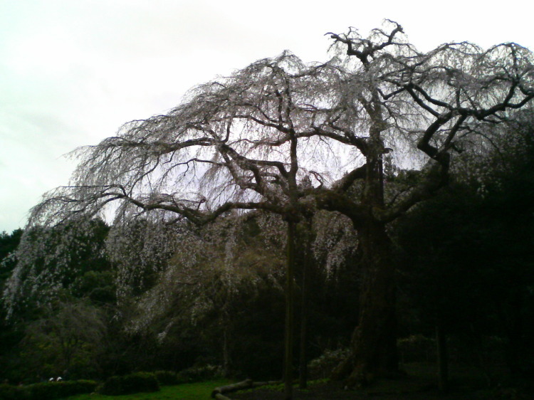2007/3/31【神奈川県小田原花見】幽邃の長興山しだれ桜と玉宝寺五百羅漢【春日局の小田原墓】_b0116271_22071648.jpg
