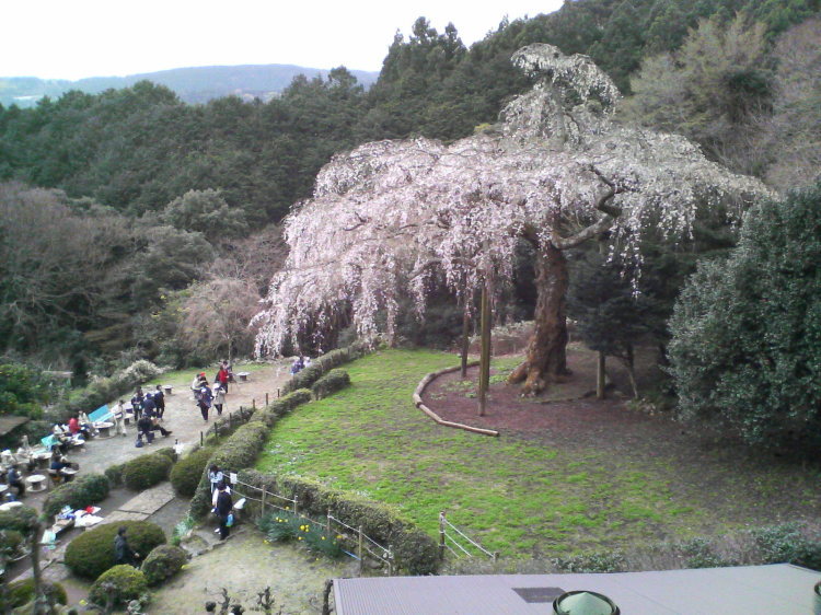 2007/3/31【神奈川県小田原花見】幽邃の長興山しだれ桜と玉宝寺五百羅漢【春日局の小田原墓】_b0116271_22075904.jpg