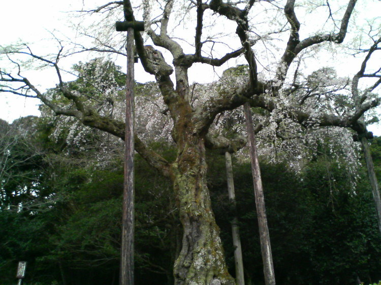 2007/3/31【神奈川県小田原花見】幽邃の長興山しだれ桜と玉宝寺五百羅漢【春日局の小田原墓】_b0116271_22075905.jpg