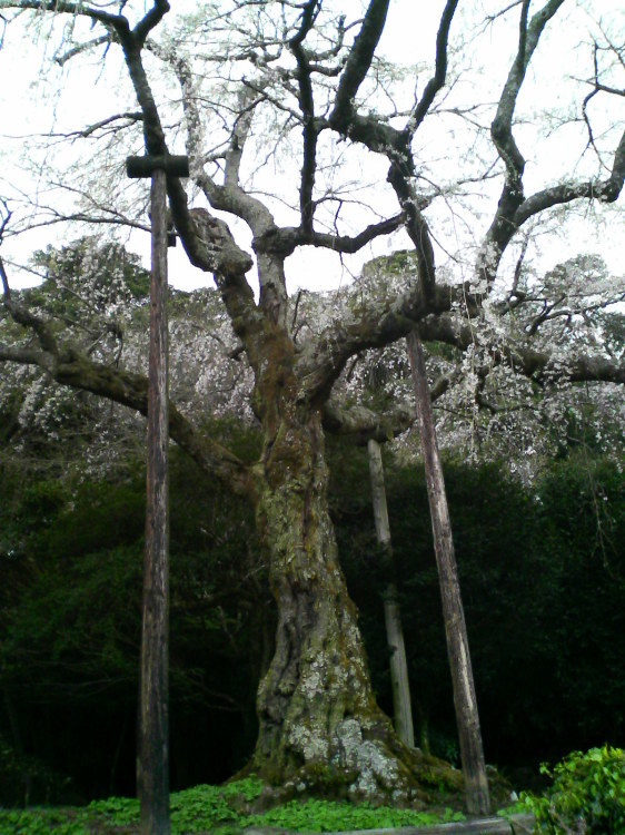 2007/3/31【神奈川県小田原花見】幽邃の長興山しだれ桜と玉宝寺五百羅漢【春日局の小田原墓】_b0116271_22075939.jpg