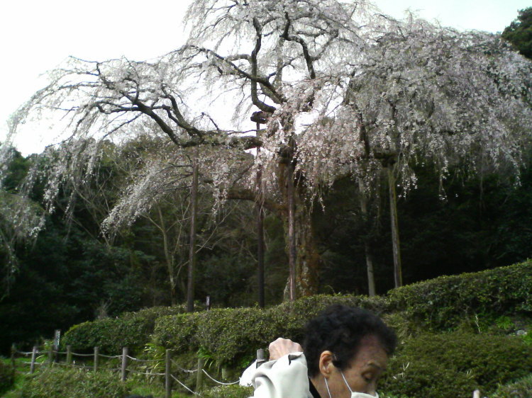 2007/3/31【神奈川県小田原花見】幽邃の長興山しだれ桜と玉宝寺五百羅漢【春日局の小田原墓】_b0116271_22080031.jpg