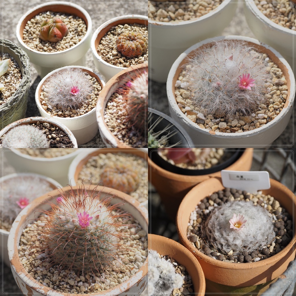 サボタン開花ひより 静かに過ごす部屋