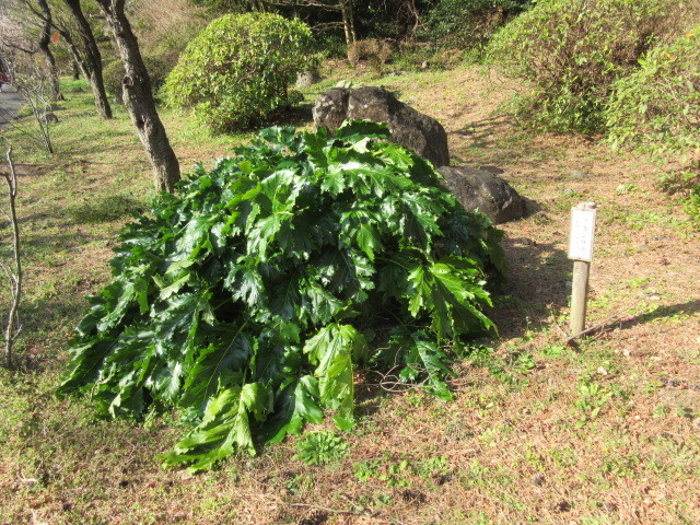 熱海梅園を散策と梅「思いのまま」と韓国庭園_b0209886_13341428.jpg