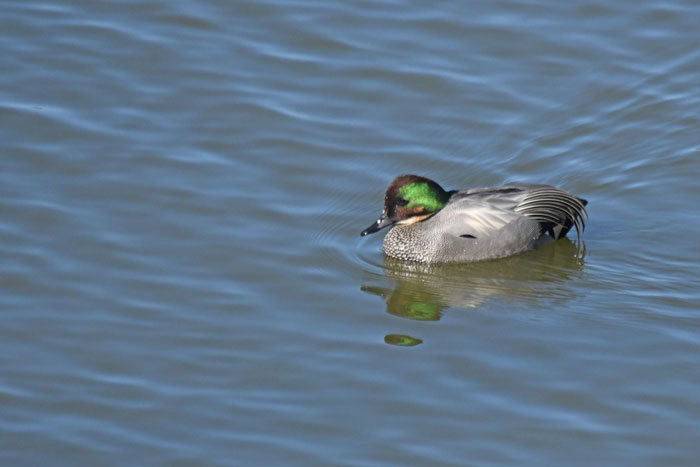 遊水池の鳥さん！　＜葦鴨・丘葦鴨＞_e0248688_17372687.jpg