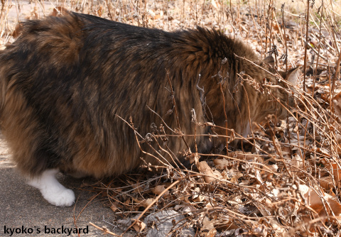 ご機嫌な酔っぱらい 猫 Kyoko S Backyard アメリカで田舎暮らし