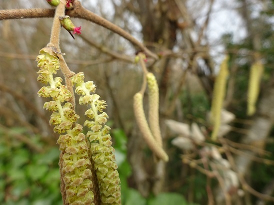 ヘーゼルナッツの花 フランス Bons Vivants Des Marais