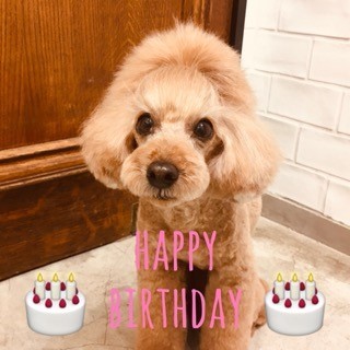 ☆ Happy Birthday ・ ニコちゃん ☆_d0060413_09551570.jpg