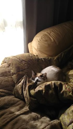 猫 とインド アンのように生きる 老育