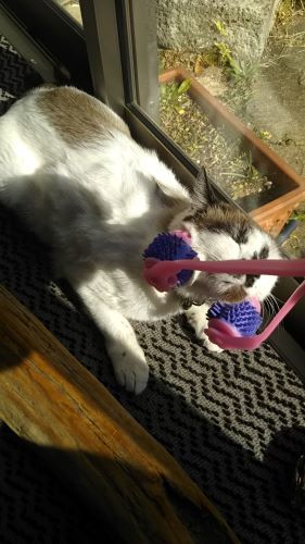 😸猫 とインド_c0155326_10094179.jpg