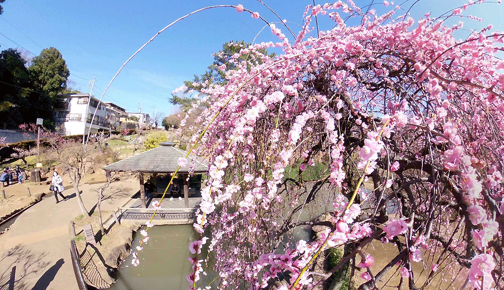 大岡山公園梅林 頑固オヤジの暇つぶし22