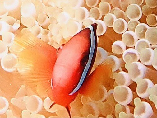 黒島の海中をお散歩~♪_a0189838_11523655.jpg