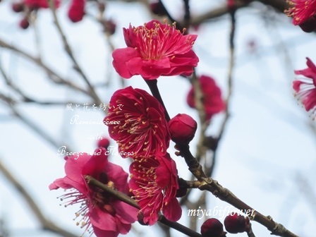 春待つ彩り そして 花びら六枚の梅 風と花を紡いで