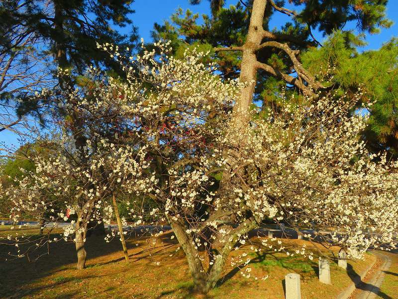 京都御苑「満開の梅の花」20210224_e0237645_17394113.jpg