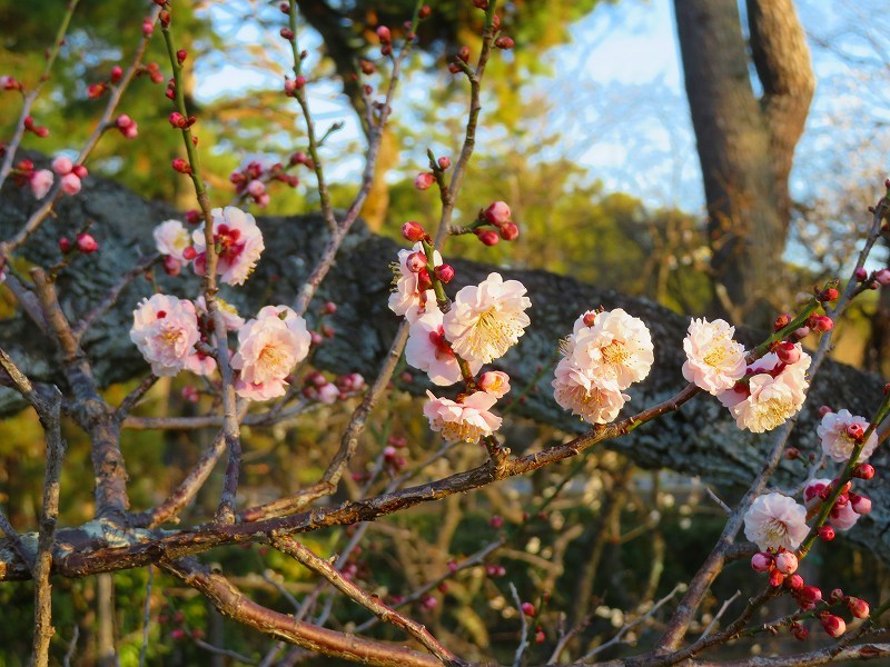 京都御苑「満開の梅の花」20210224_e0237645_17402887.jpg