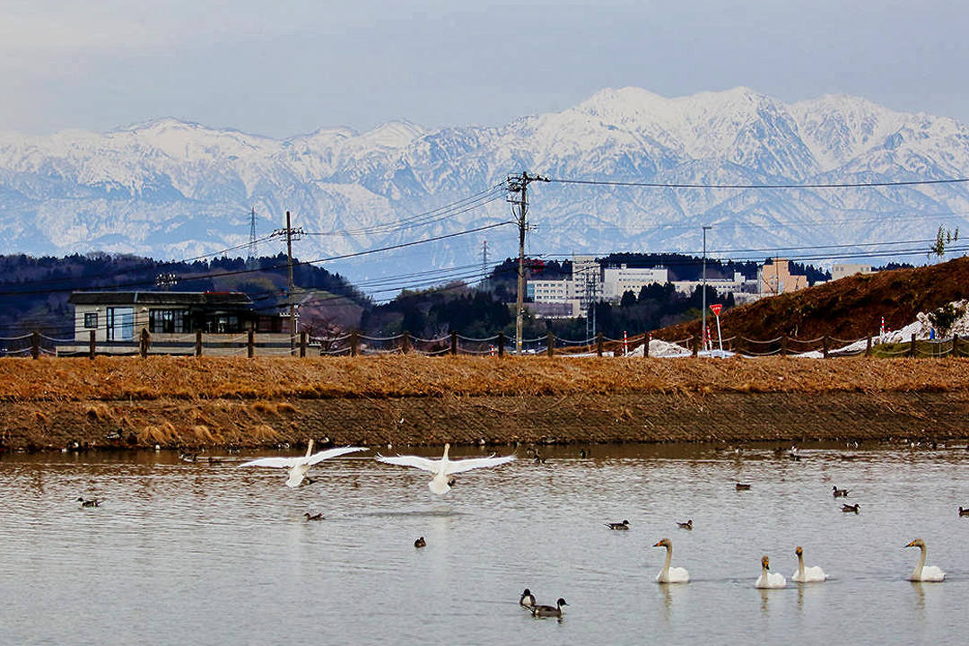 雪山と白鳥_e0403850_23421636.jpg