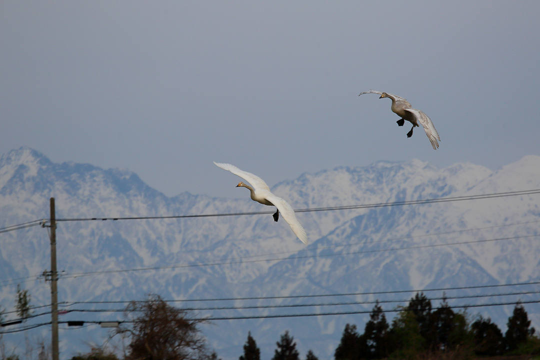 雪山と白鳥_e0403850_23440460.jpg