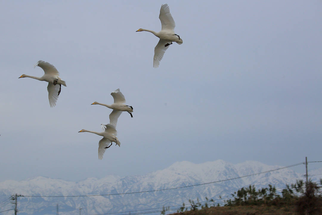 雪山と白鳥_e0403850_23440932.jpg