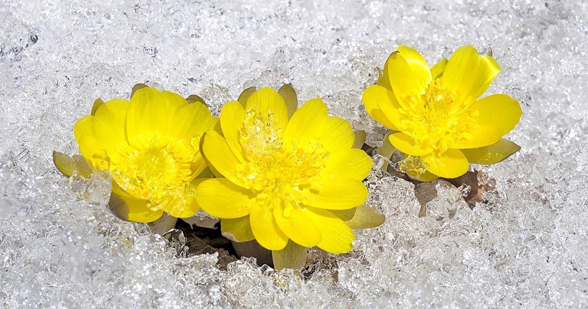 福寿草の花が咲き始めました あぶだ福寿草の里 群馬で生まれ育った男のブログ