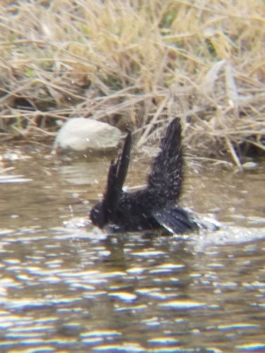 野鳥をスマホで撮影　丁寧に洗うのに_d0072553_16221700.jpg