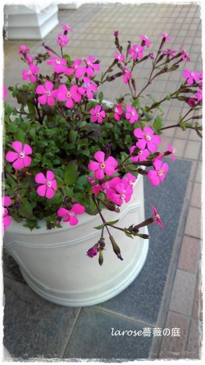 寒さに強いピンク色の花シレネ La Rose 薔薇の庭