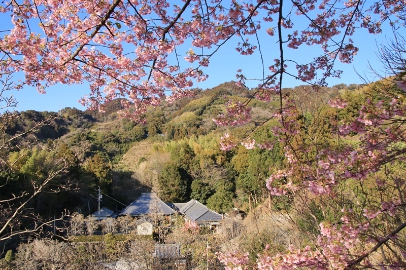 鎮守山の河津桜と境内のウメジロー@十輪寺♪_a0167759_02104747.jpg