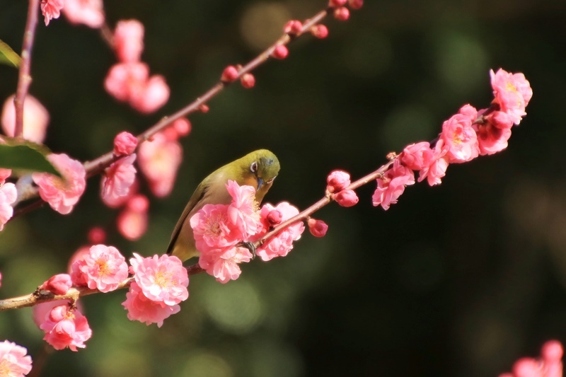 鎮守山の河津桜と境内のウメジロー@十輪寺♪_a0167759_02120288.jpg