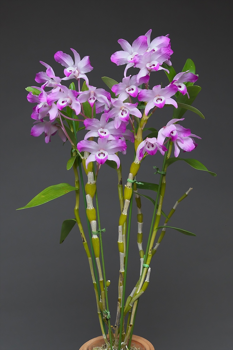 Dendrobium (Den.) linawianum : 花咲かじいちゃん洋らん栽培