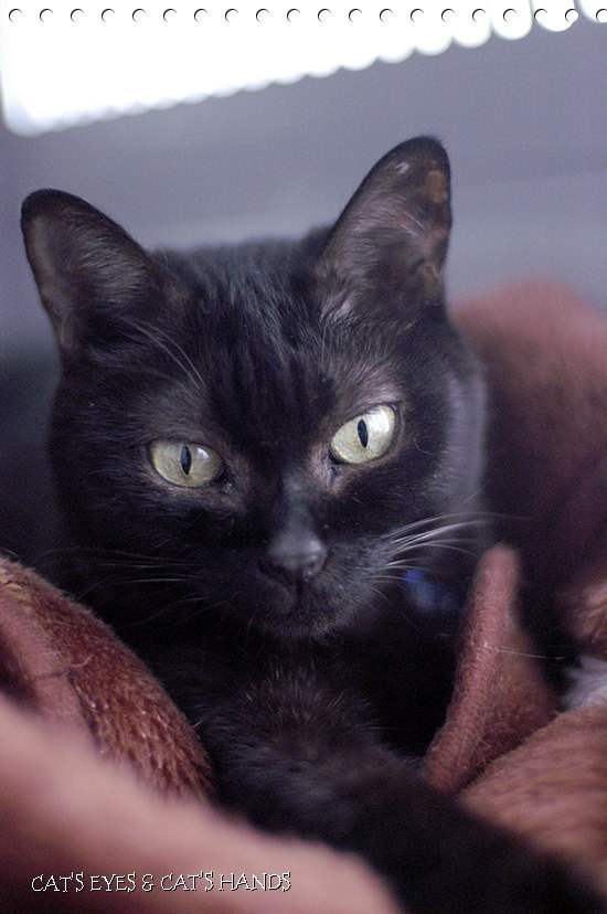 足利の山火事は5日目も全く鎮火に向かわず そして桐生市黒保根地区で赤城山の裾野が燃えている 何故こんな酷い事が それは人間が悪いのです 名残りの猫雑記