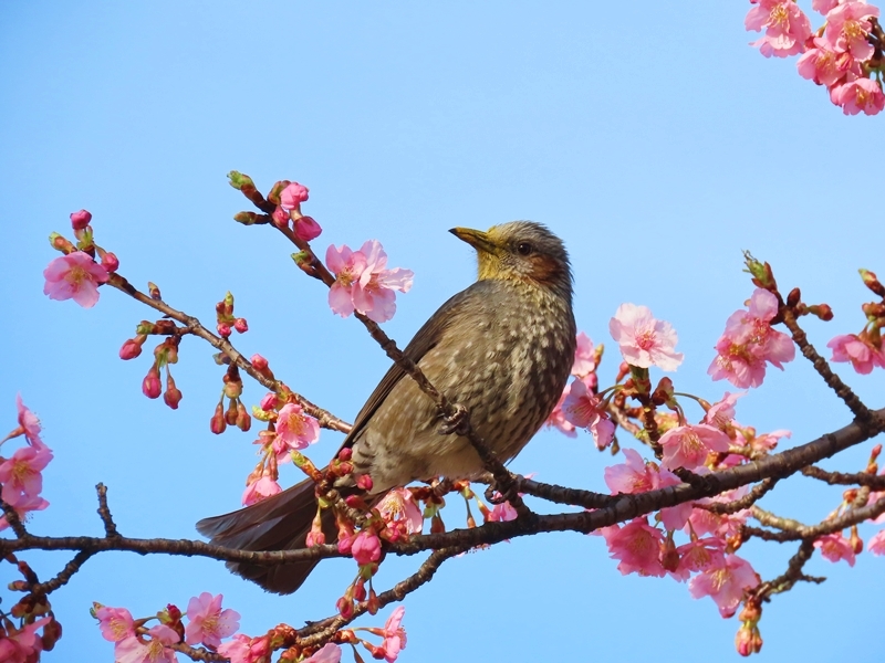 混沌の世の片隅に初桜 　　藤堂くにを_b0018682_23042292.jpg