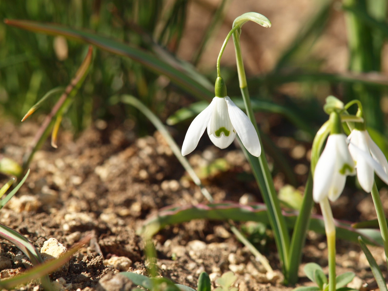 スノードロップ Flowers