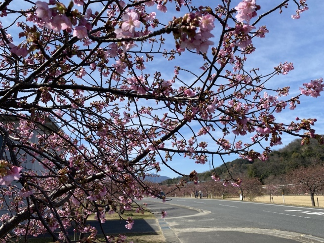 河津桜まつり、今年はできるといいな。_d0162995_16031441.jpeg