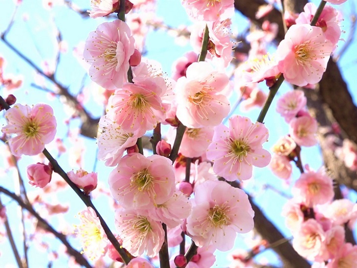 『大谷田公園の梅園』_e0414601_13544508.jpg