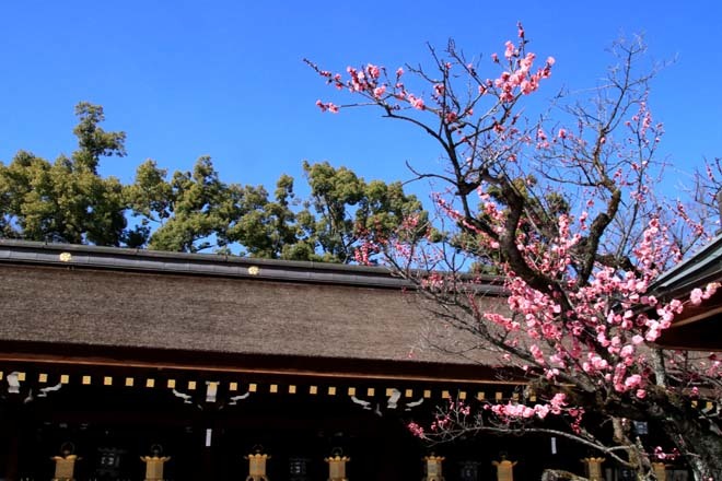 梅花の盛り　北野天満宮1_e0048413_16054572.jpg