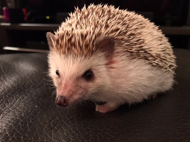 馬ハツ刺し始めました！_a0019032_13472510.jpeg