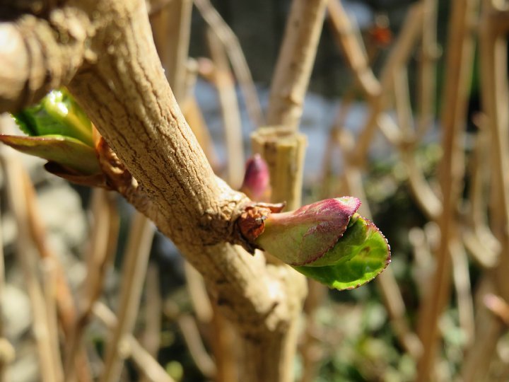 21年2月27日 アジサイの新芽 今日の風に吹かれましょう