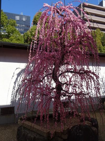 大阪天満宮 てんま天神梅まつり 彩の気まぐれ写真 大阪天満宮 てんま天神梅まつり 彩の気まぐれ写真