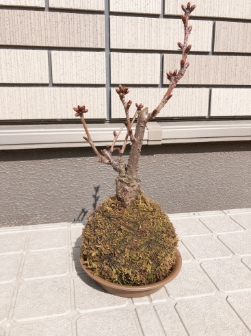 春時々冬_f0328051_17423684.jpeg