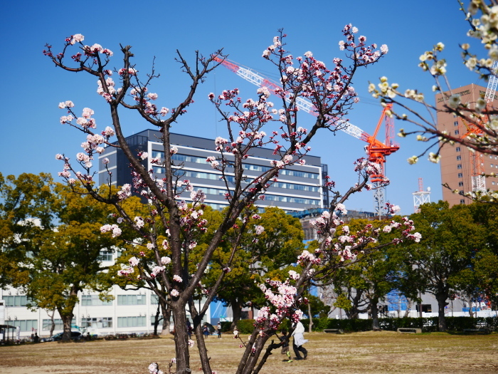 和歌山城西の丸広場にて　　２０２１-０２-２７　００：００_b0093754_17455502.jpg