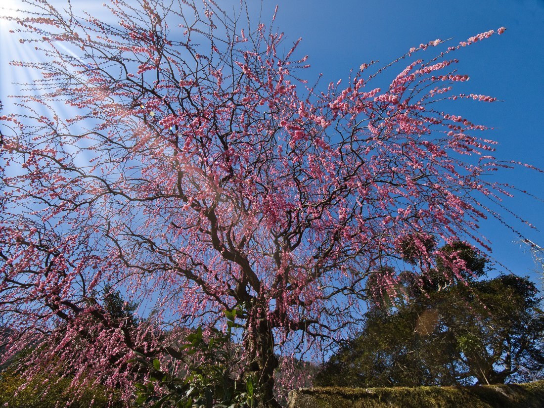 梅 14　　　奈良県_d0286954_04560789.jpg