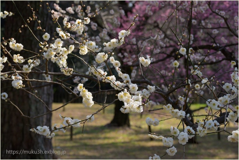 公園に咲く白梅_c0124256_17202107.jpg