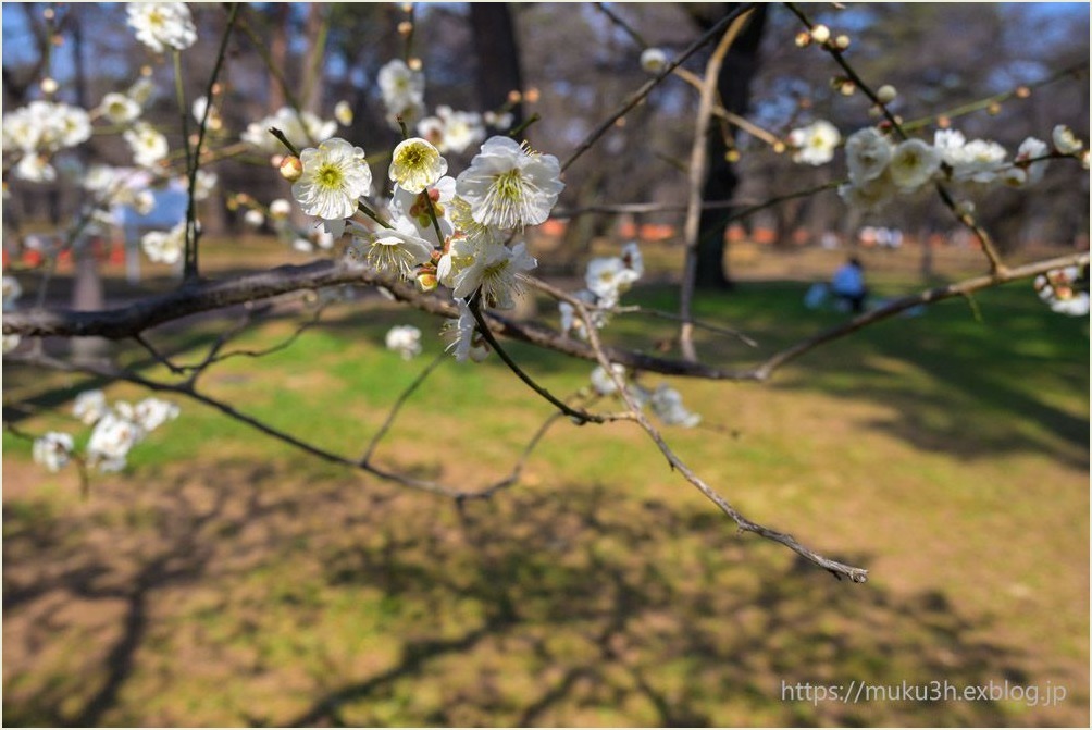 公園に咲く白梅_c0124256_17220131.jpg