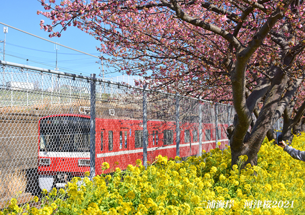 河津 2021 三浦 桜