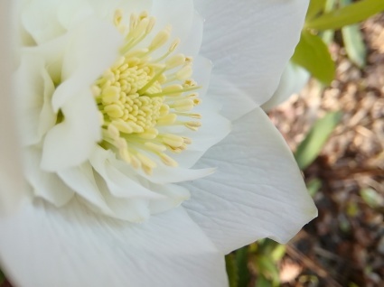 花のページ…_b0368362_11182550.jpg