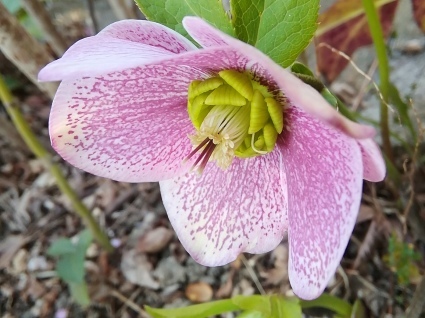 花のページ…_b0368362_11184389.jpg