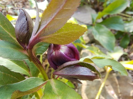 花のページ…_b0368362_11190799.jpg